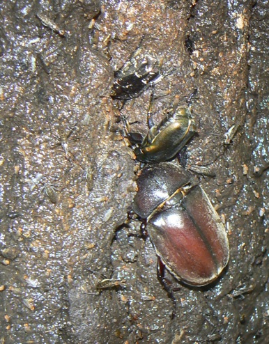 大木クヌギ_左側の根元 カブトムシ♀、カナブン、シラホシハナムグリ 2021年7月11日14時35分頃 気温33度